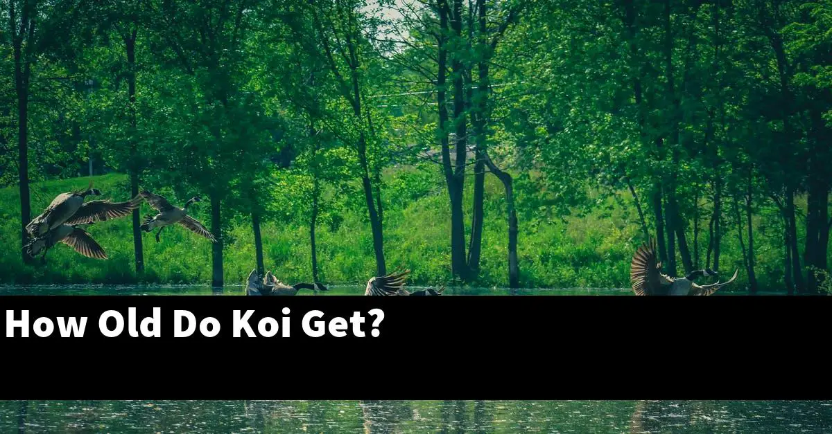 How Old Do Koi Get?