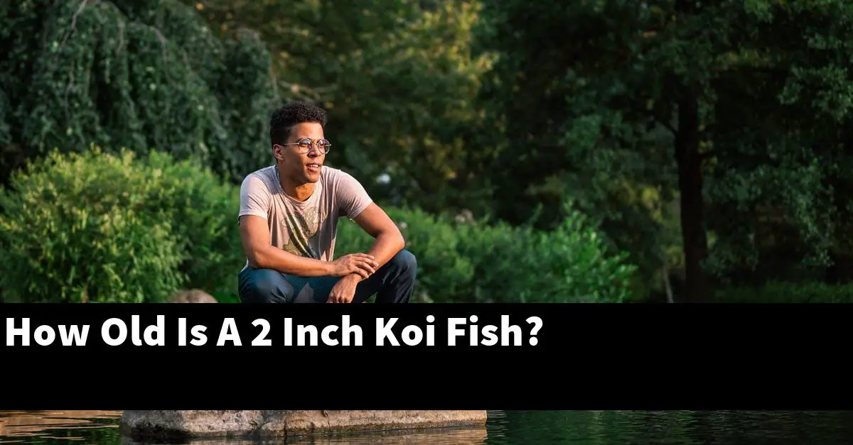 How Old Is A 2 Inch Koi Fish?
