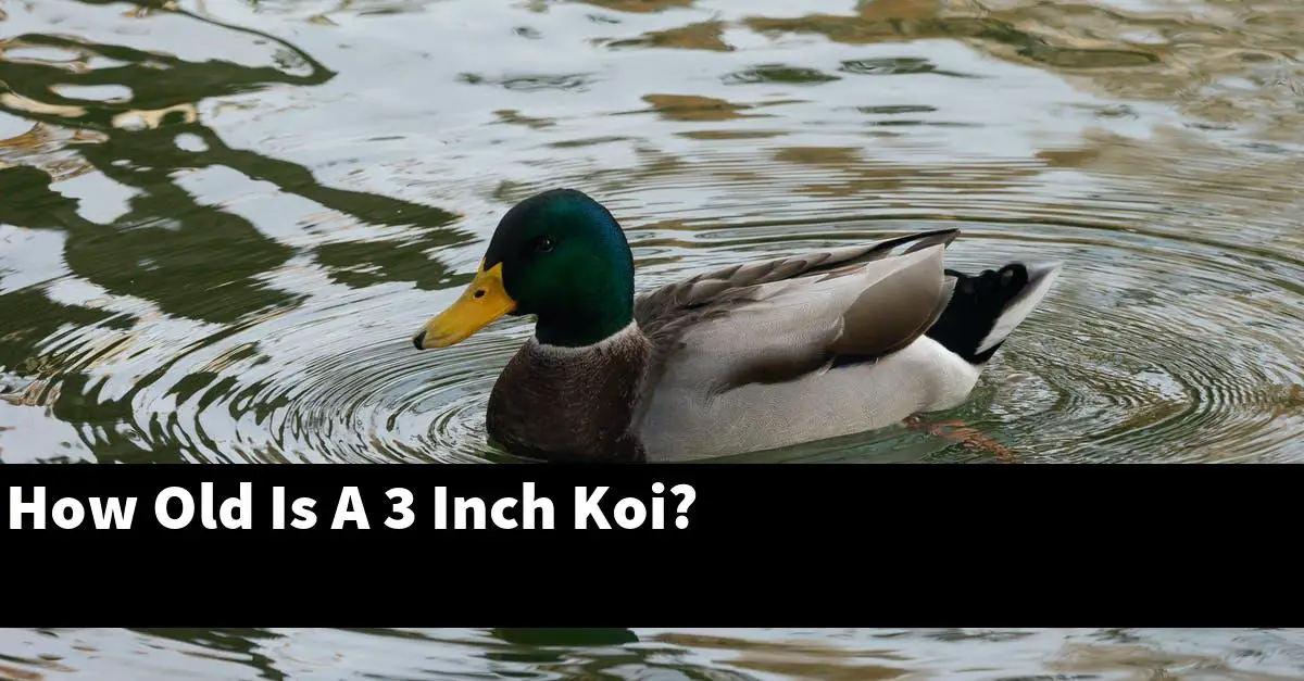 How Old Is A 3 Inch Koi?