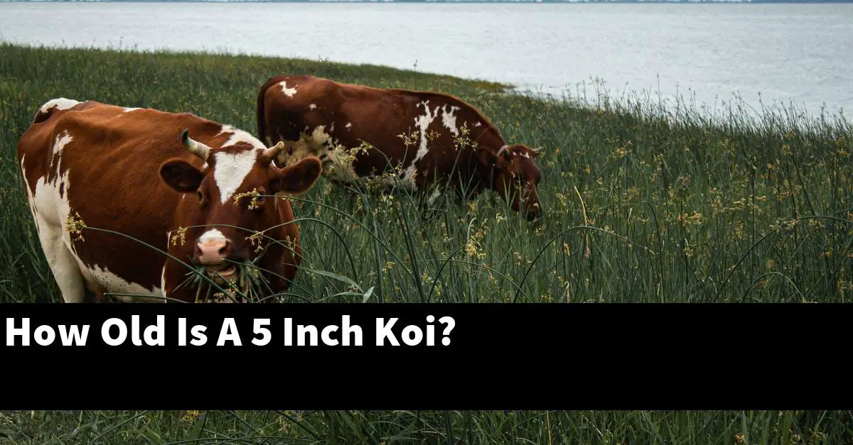 How Old Is A 5 Inch Koi?