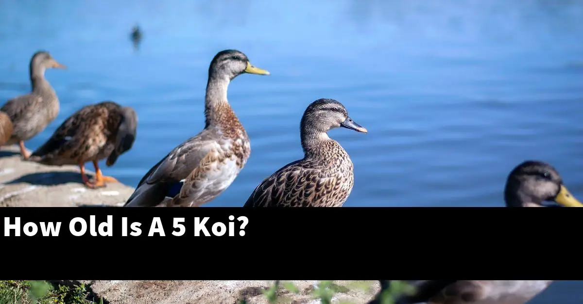 How Old Is A 5 Koi?