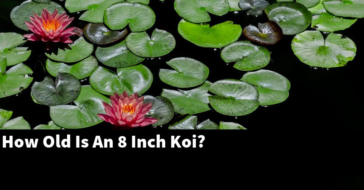 How Old Is An 8 Inch Koi?