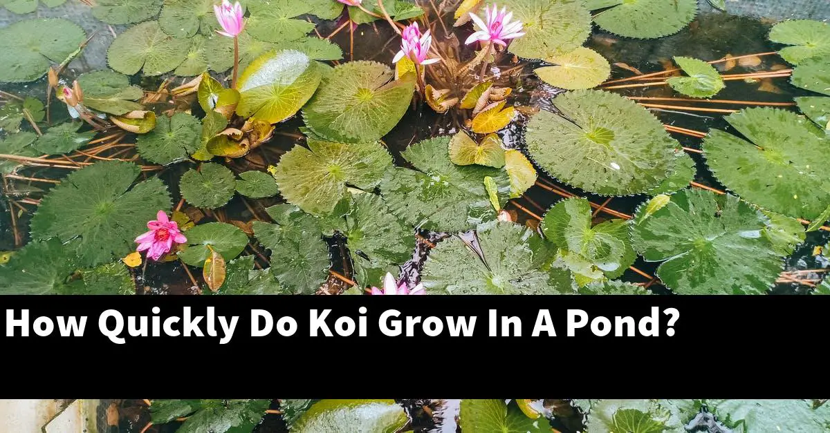 How Quickly Do Koi Grow In A Pond?