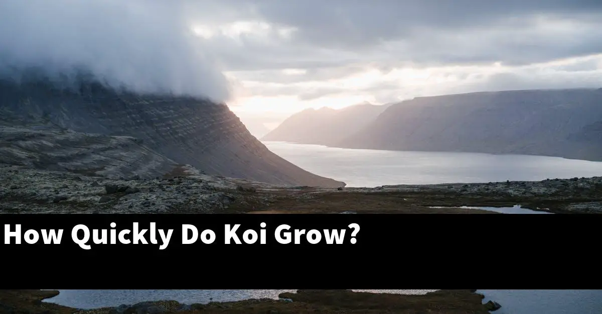 How Quickly Do Koi Grow?