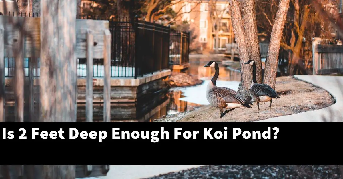 Is 2 Feet Deep Enough For Koi Pond?