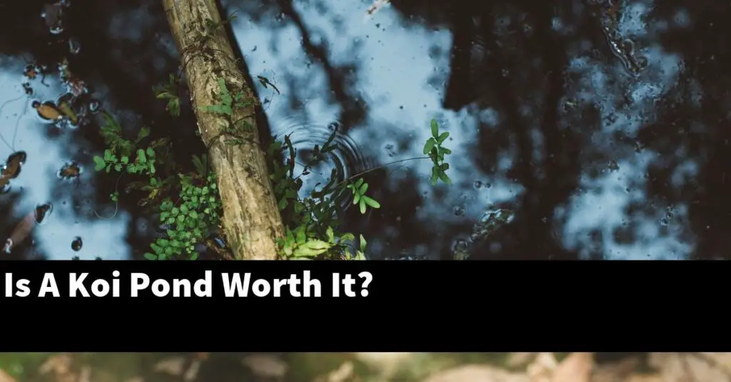 Is A Koi Pond Worth It? [2024 Guide] Gold Koi Fish