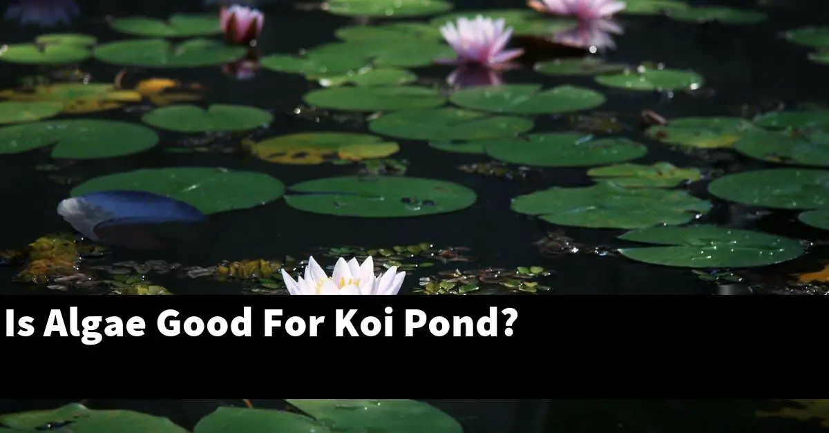 Is Algae Good For Koi Pond?
