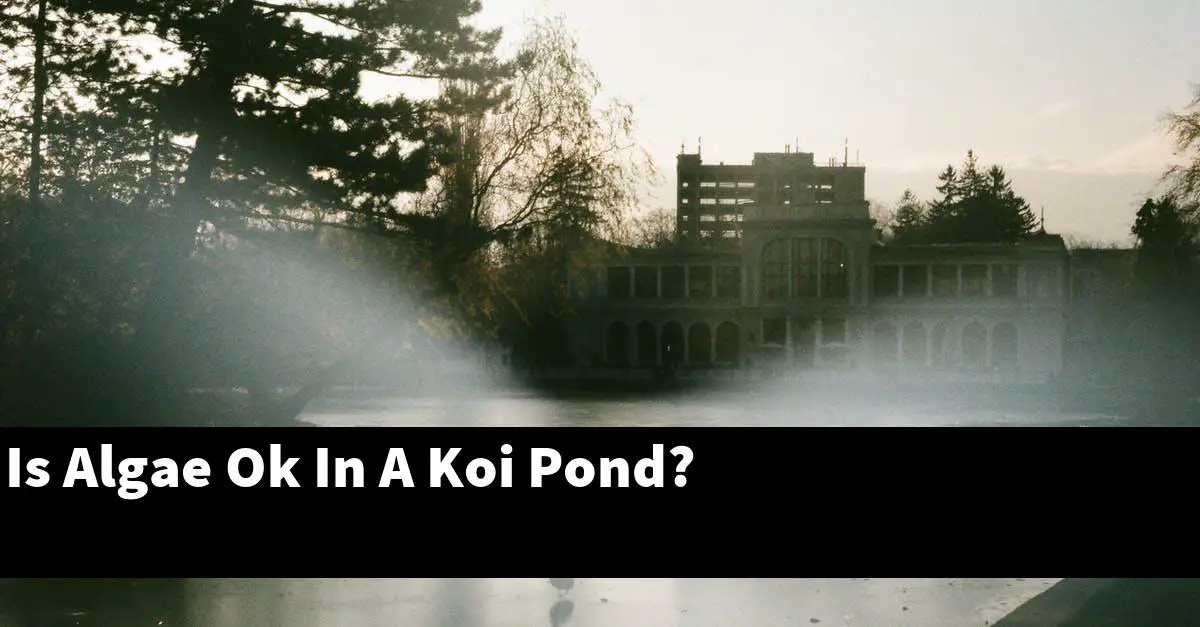 Is Algae Ok In A Koi Pond?