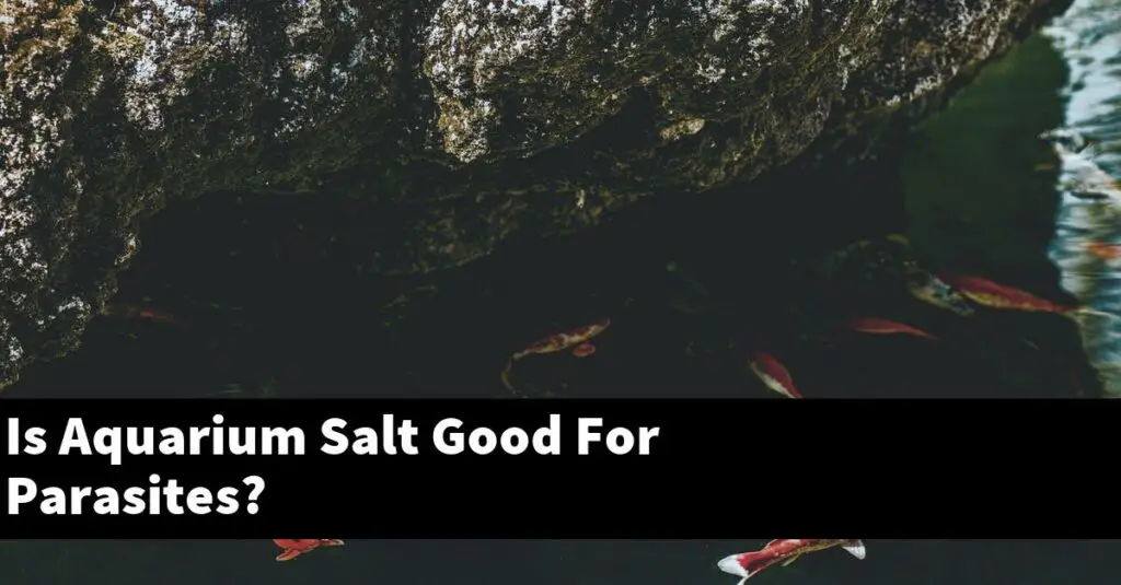 Is Aquarium Salt Good For Parasites? [2024 Guide] Gold Koi Fish