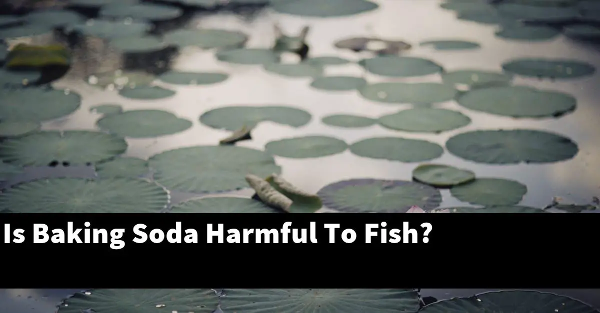 Is Baking Soda Harmful To Fish?