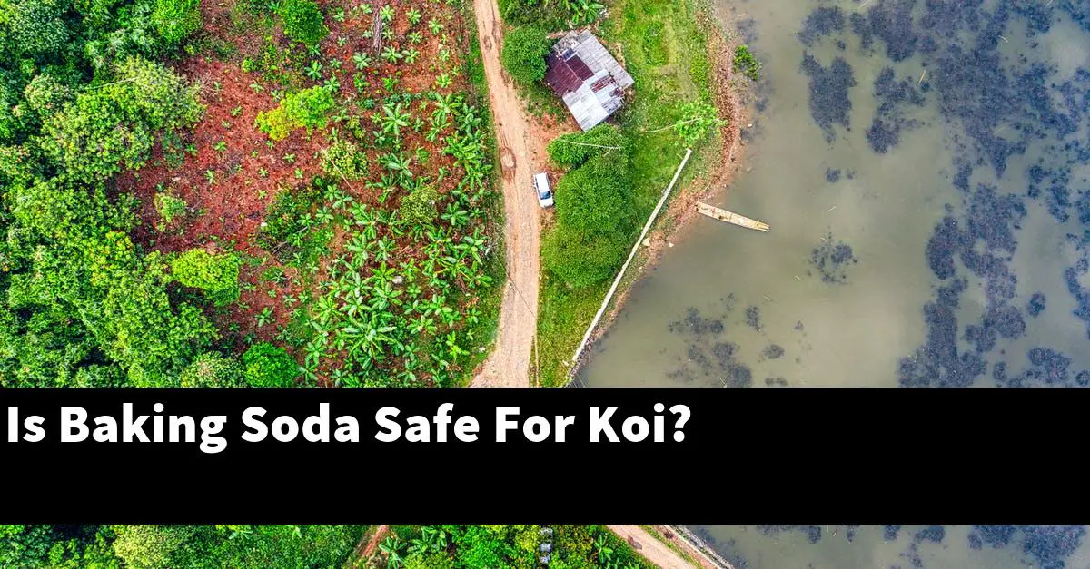 Is Baking Soda Safe For Koi?