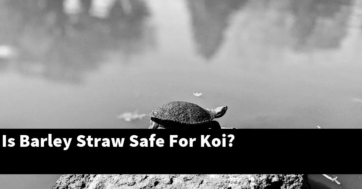 Is Barley Straw Safe For Koi?
