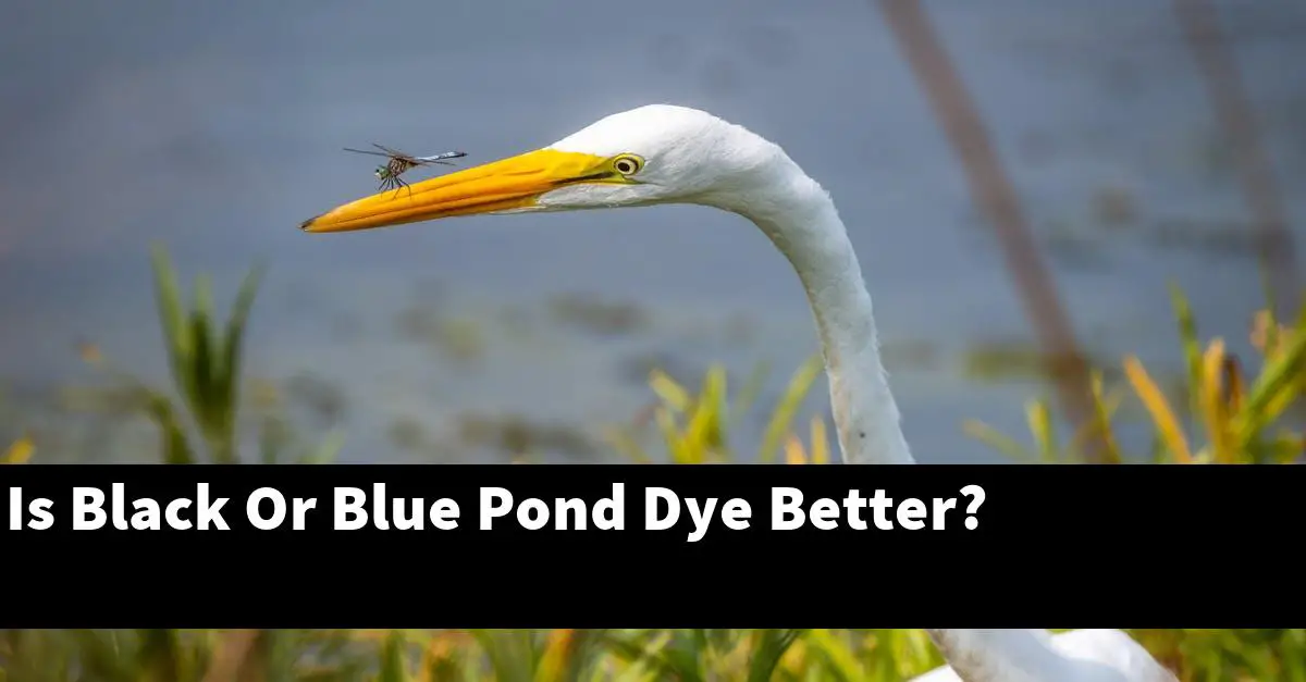 Is Black Or Blue Pond Dye Better?