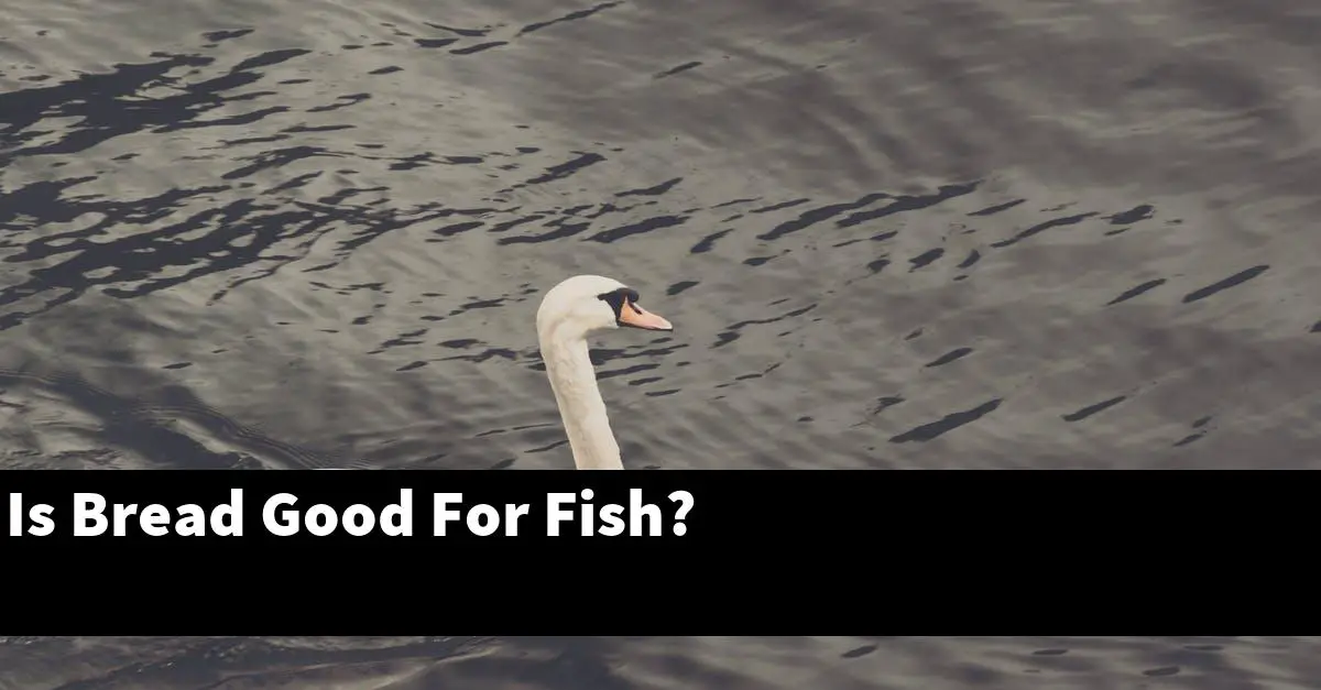 Is Bread Good For Fish?