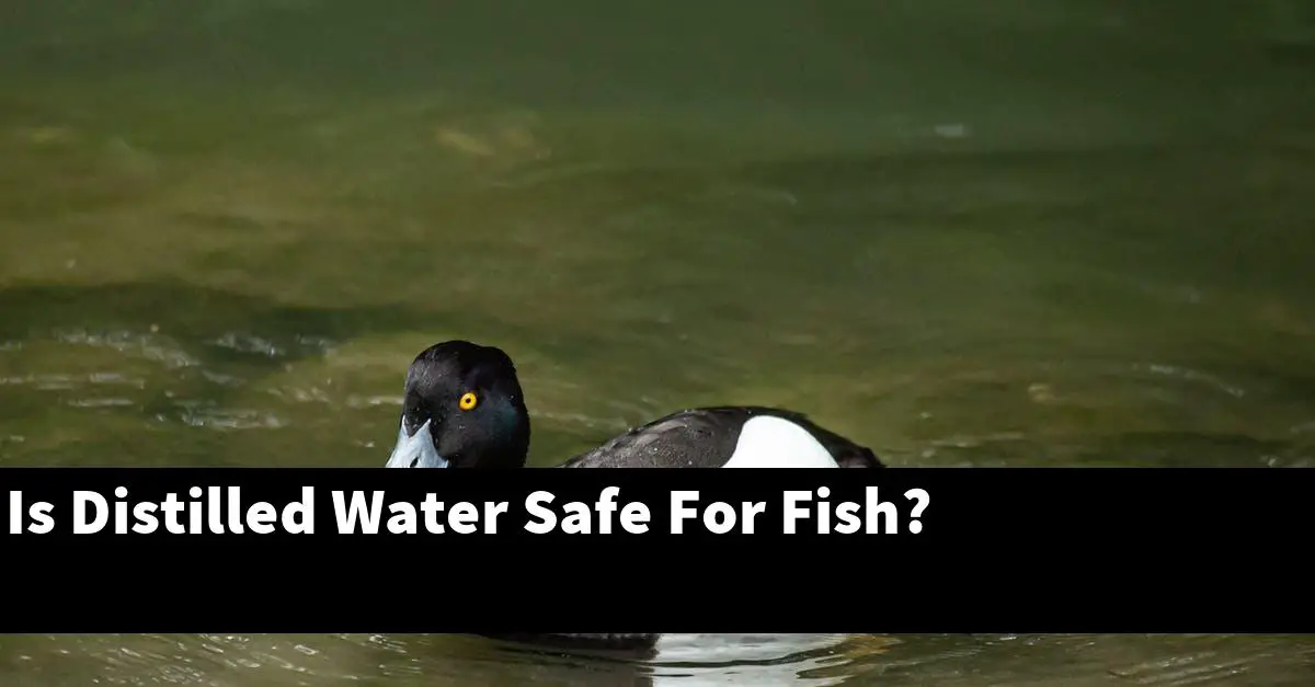 Is Distilled Water Safe For Fish?