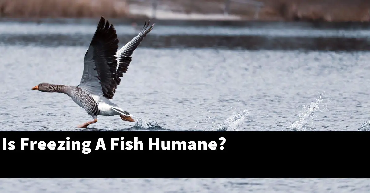 Is Freezing A Fish Humane?