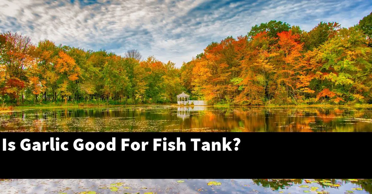 Is Garlic Good For Fish Tank?