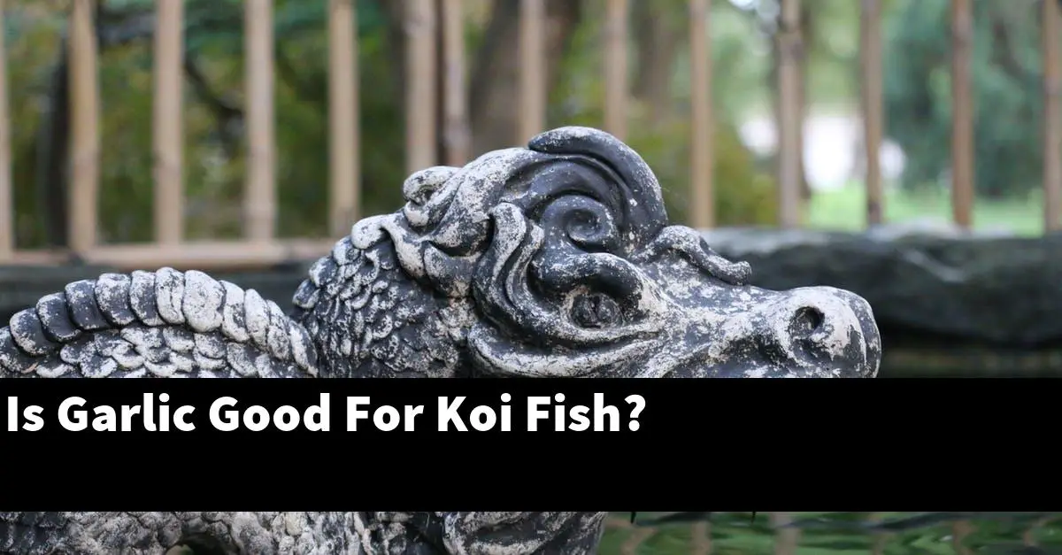 Is Garlic Good For Koi Fish?