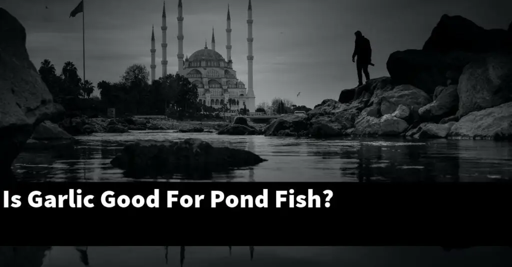 Is Garlic Good For Pond Fish? [2024 Guide] Gold Koi Fish