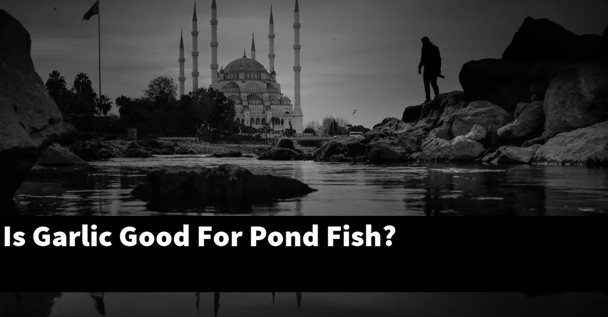 Is Garlic Good For Pond Fish?