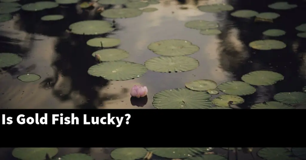 Is Gold Fish Lucky? [2024 Guide] Gold Koi Fish