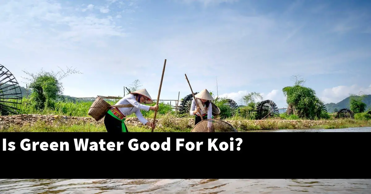 Is Green Water Good For Koi?