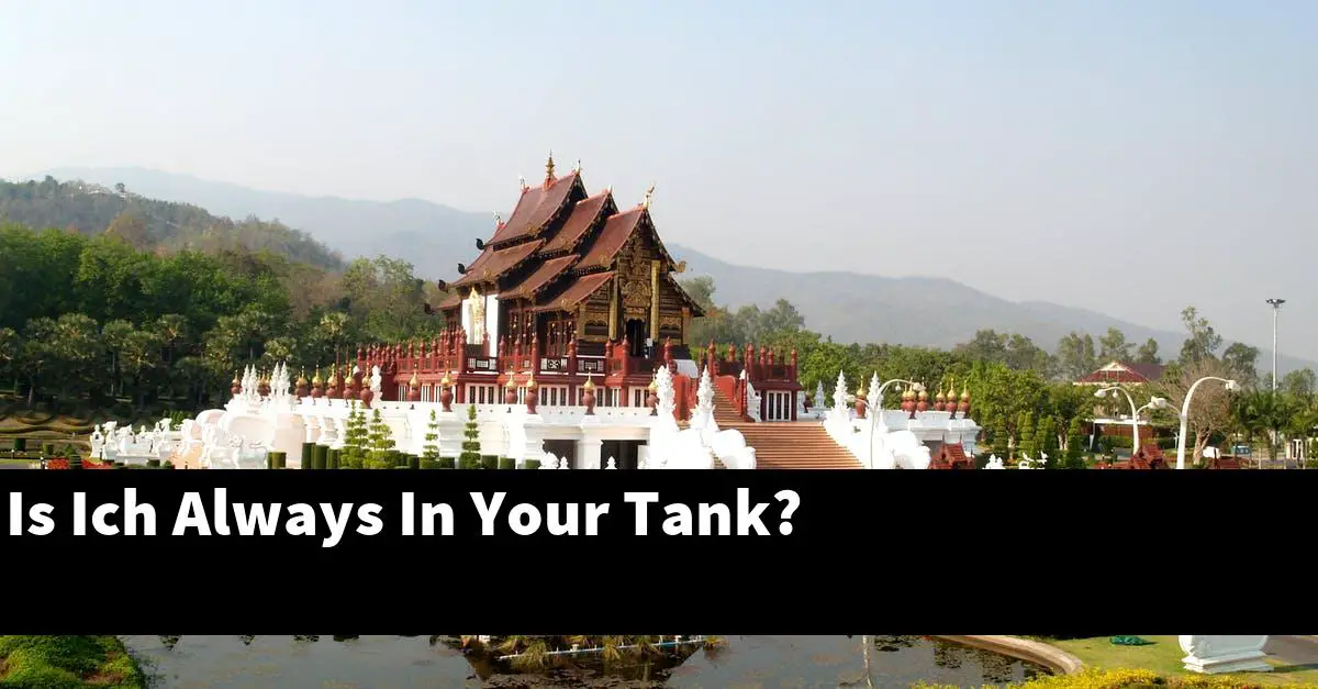 Is Ich Always In Your Tank?