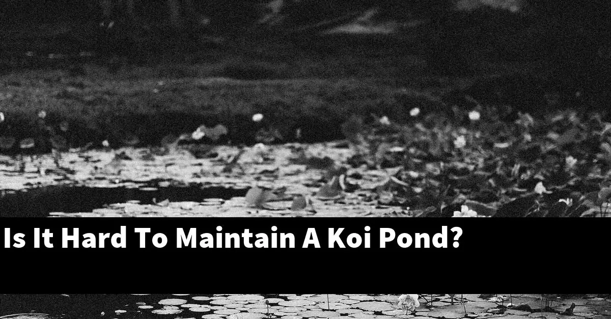 Is It Hard To Maintain A Koi Pond?