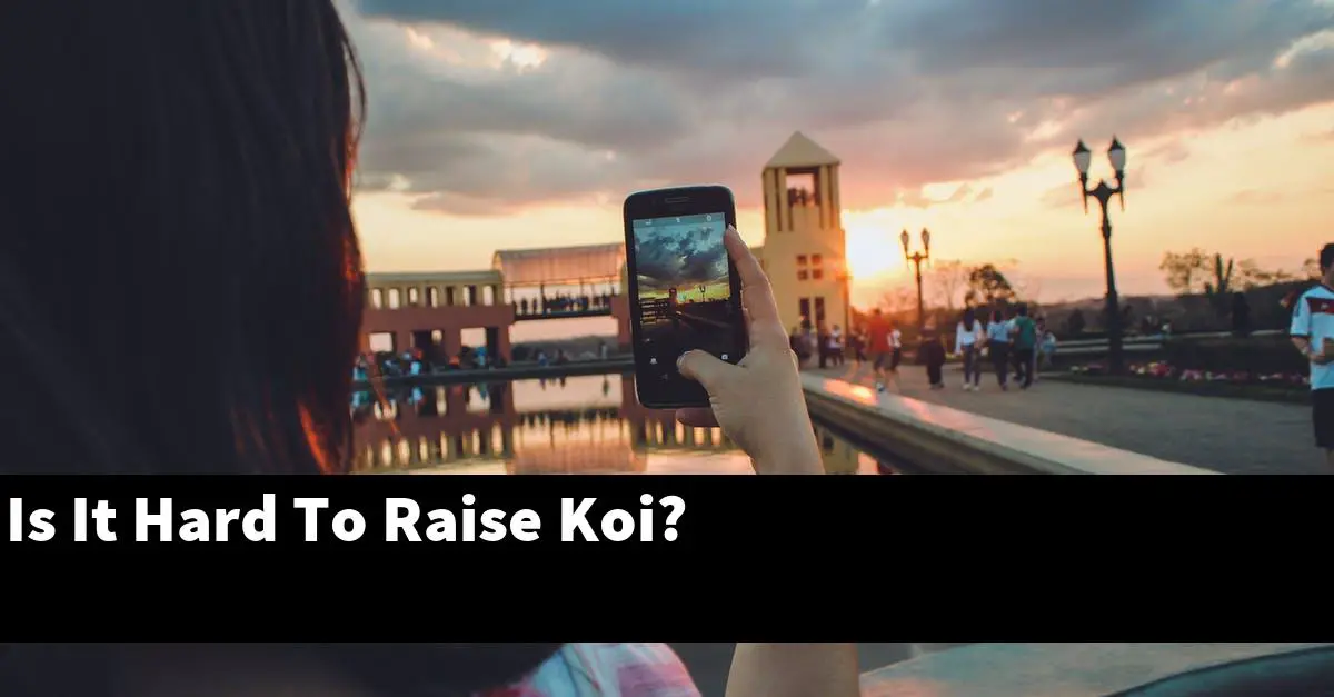 Is It Hard To Raise Koi?