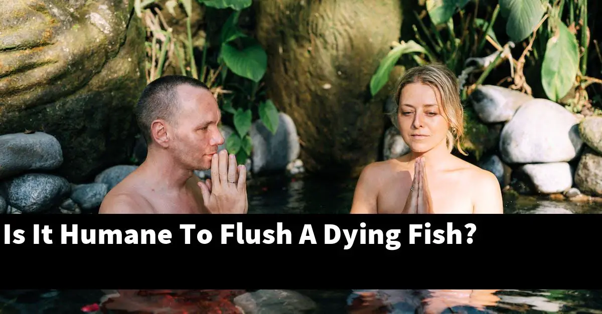 Is It Humane To Flush A Dying Fish?