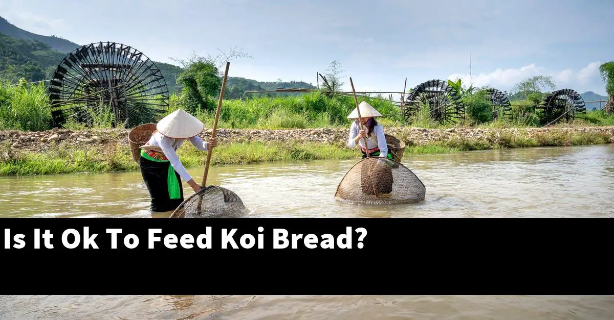 Is It Ok To Feed Koi Bread?
