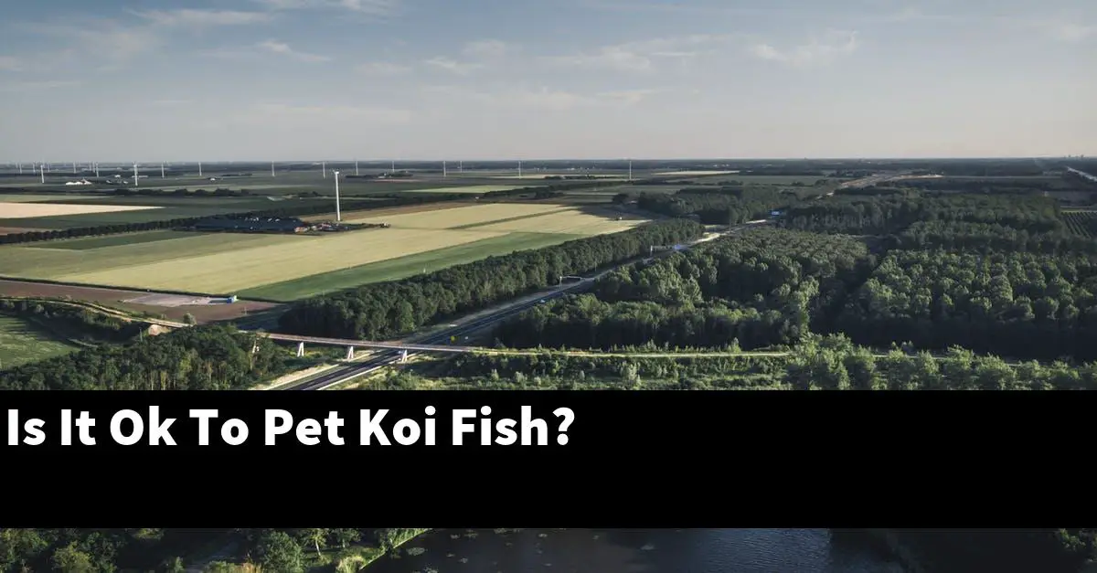 Is It Ok To Pet Koi Fish?