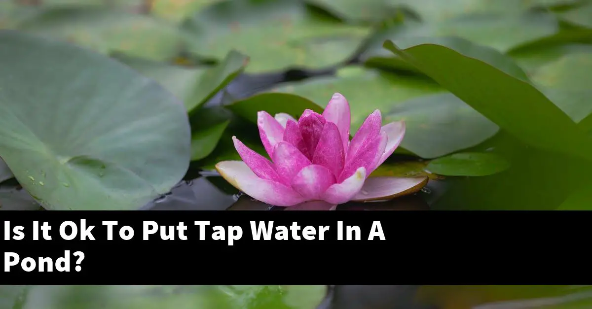 Is It Ok To Put Tap Water In A Pond?