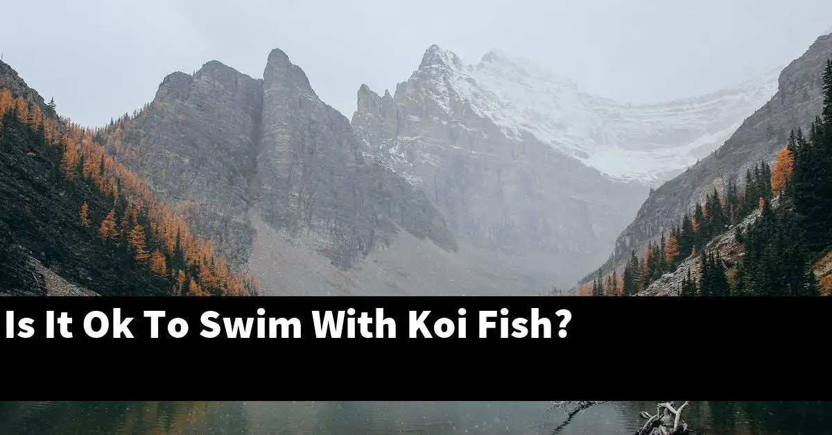 Is It Ok To Swim With Koi Fish?