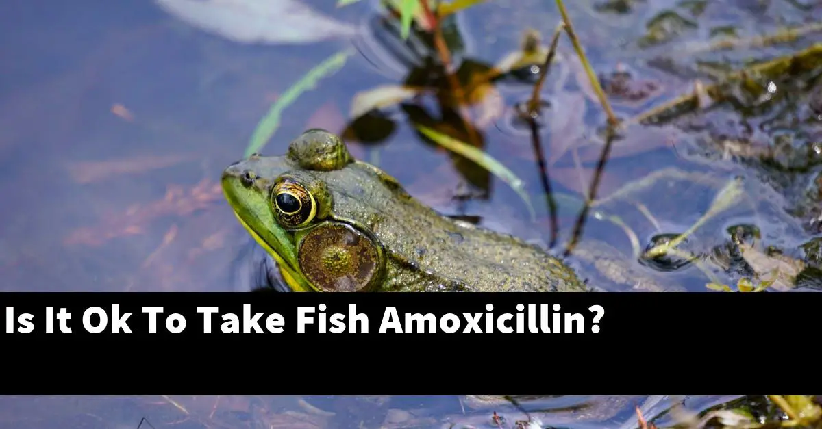 Is It Ok To Take Fish Amoxicillin?