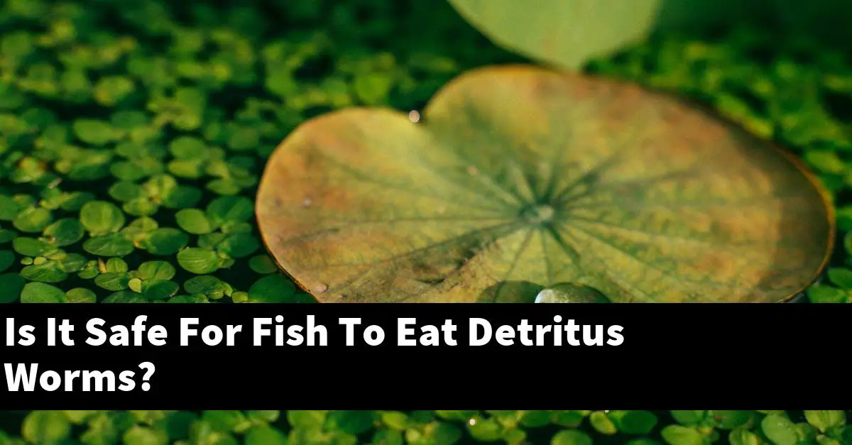 Is It Safe For Fish To Eat Detritus Worms?