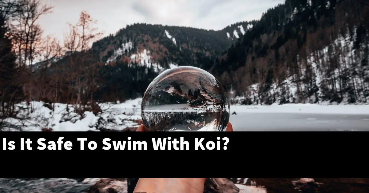 Is It Safe To Swim With Koi?