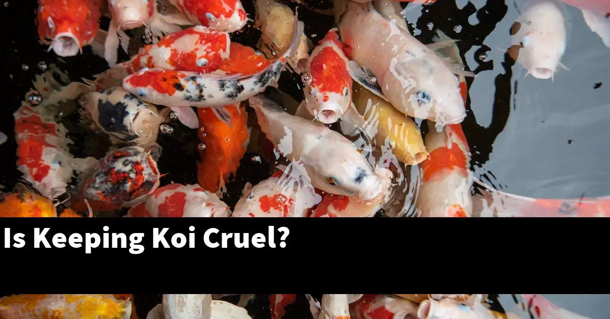 Is Keeping Koi Cruel?