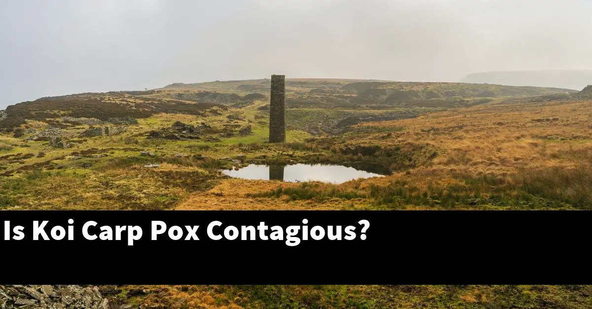Is Koi Carp Pox Contagious?