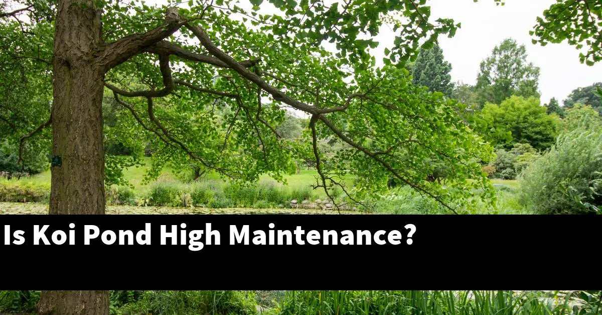 Is Koi Pond High Maintenance?