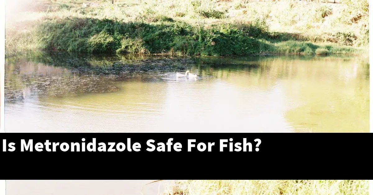 Is Metronidazole Safe For Fish?