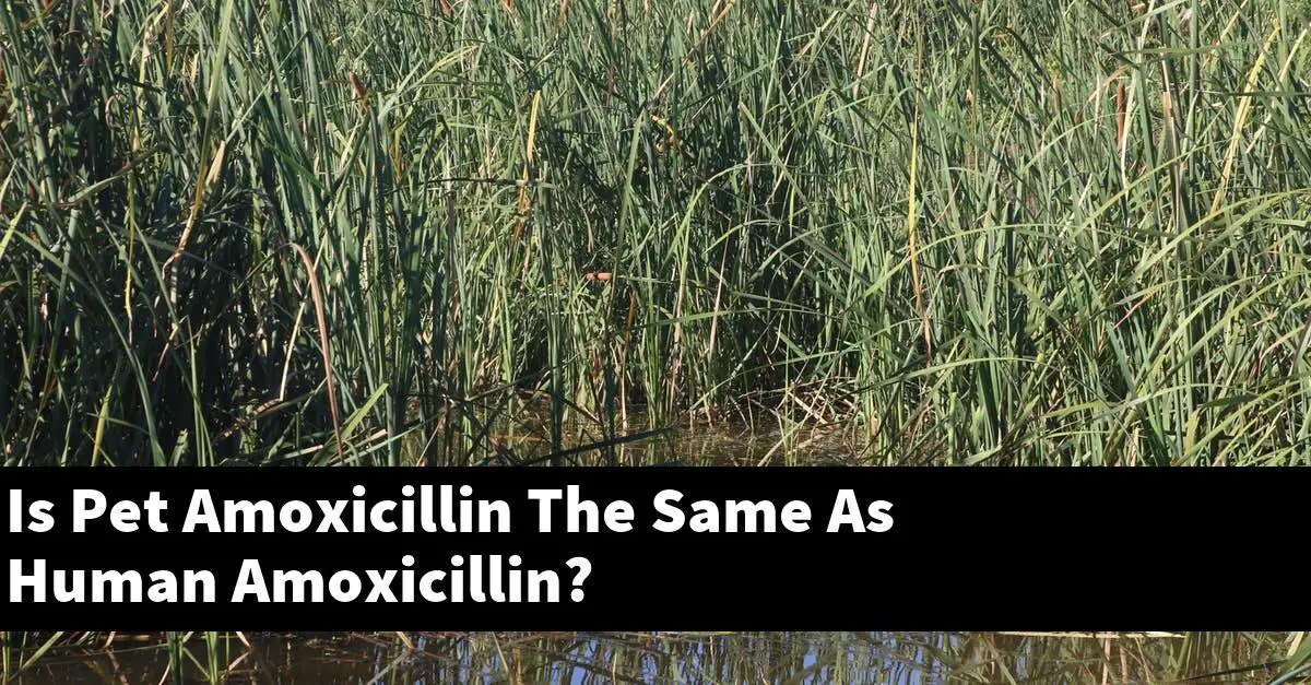 Is Pet Amoxicillin The Same As Human Amoxicillin?
