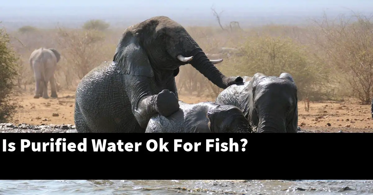 Is Purified Water Ok For Fish?