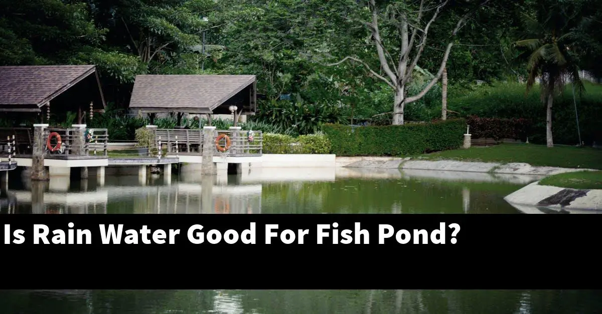 Is Rain Water Good For Fish Pond?