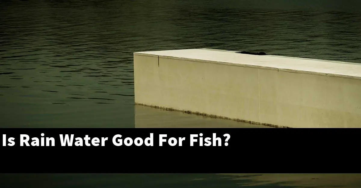 Is Rain Water Good For Fish?