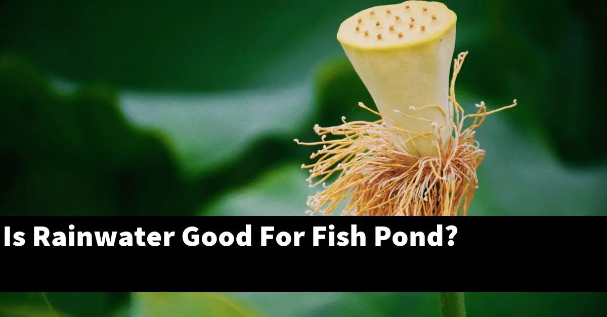 Is Rainwater Good For Fish Pond?