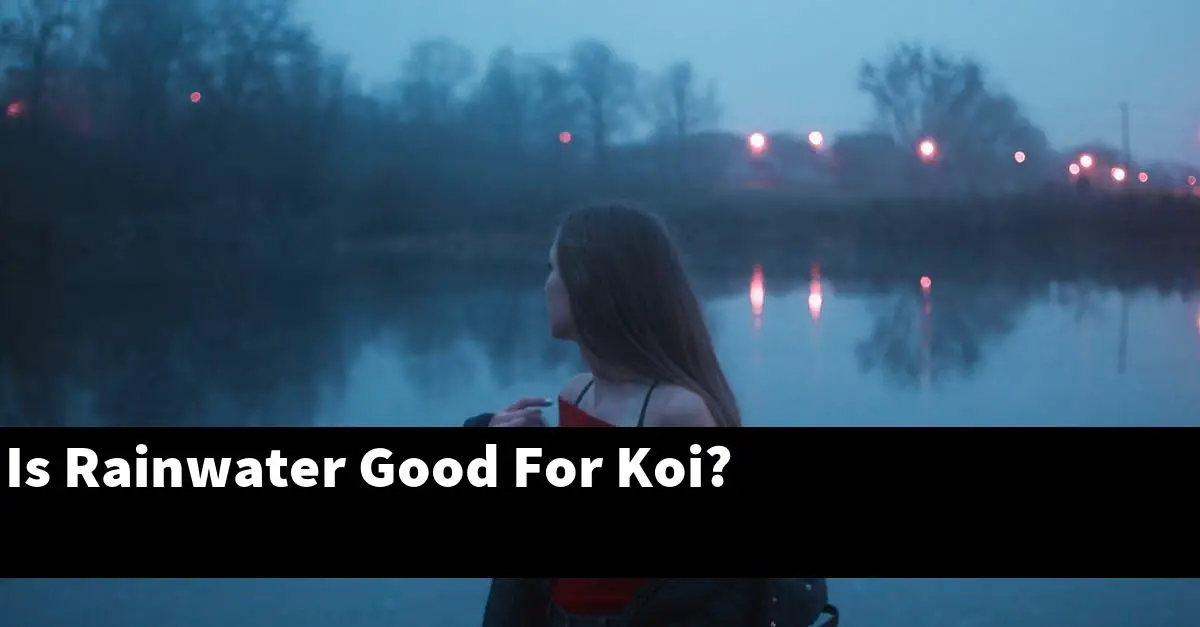 Is Rainwater Good For Koi?