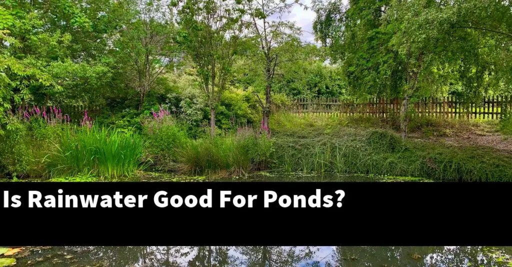 Is Rainwater Good For Ponds? [2024 Guide] Gold Koi Fish