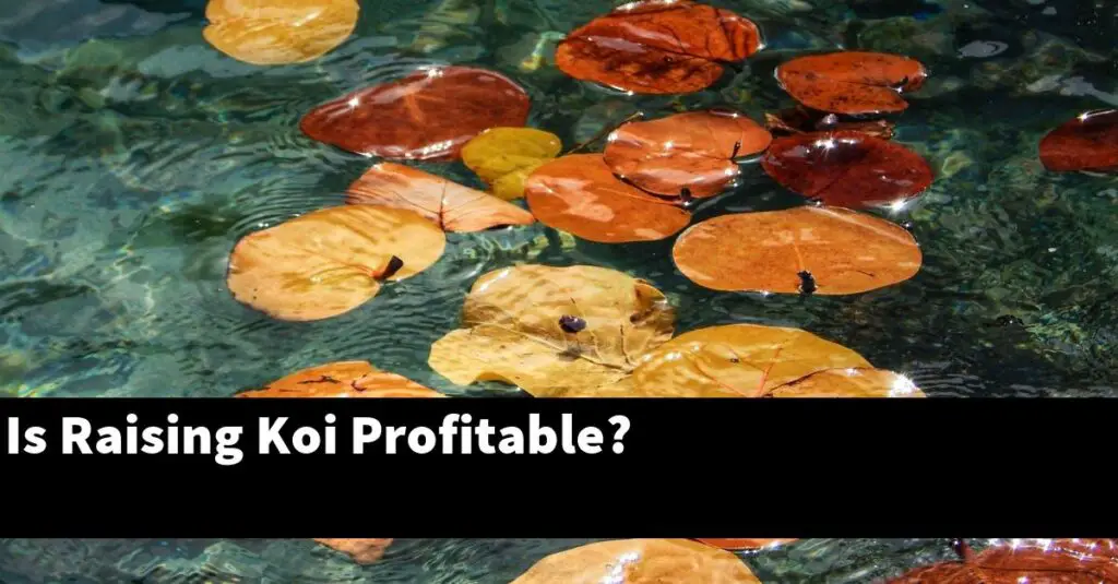 Is Raising Koi Profitable? [2024 Guide] Gold Koi Fish