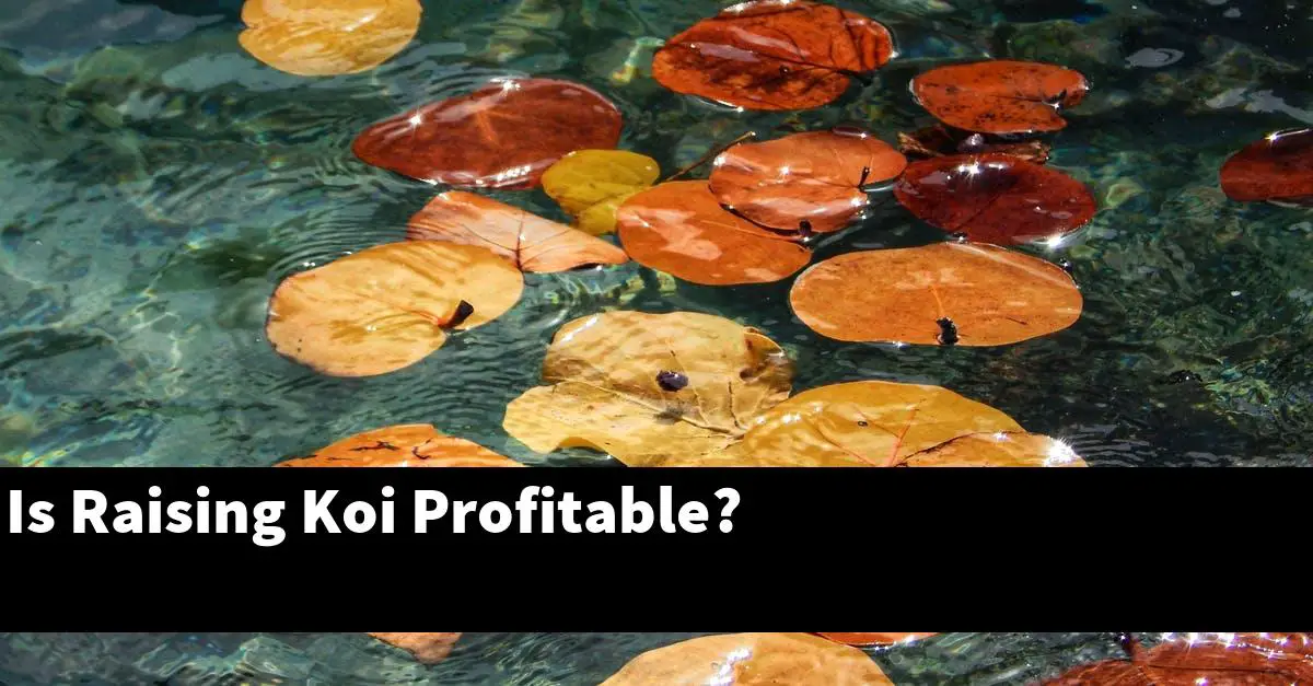 Is Raising Koi Profitable?